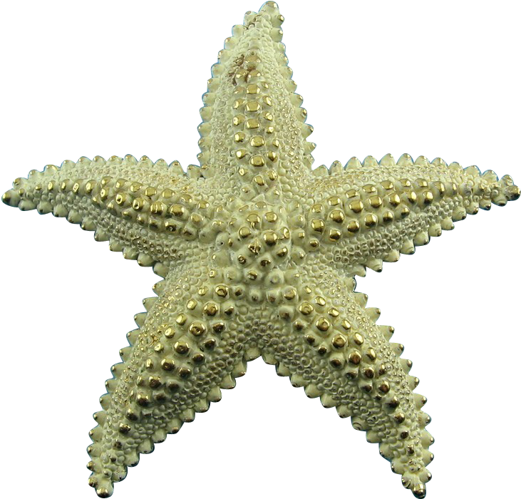 Vintage Monet Frosted Golden Large Starfish Pin - Stern Zopf (730x730), Png Download