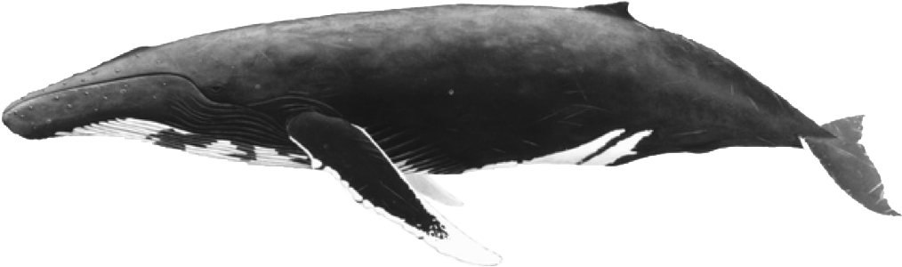 Download Whale Fish Png Transparent Images Transparent - Whale (1023x326), Png Download