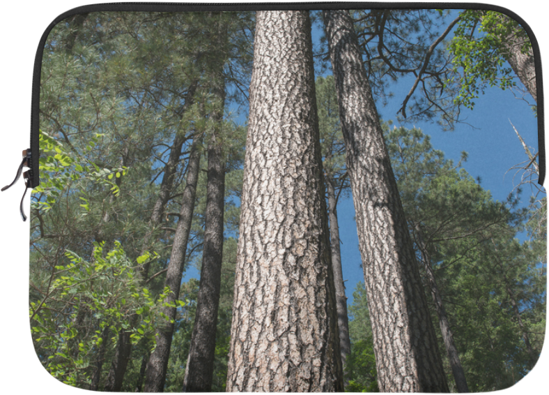 Tall Pine Trees Mt Lemmon Arizona Microsoft Surface - Grove (1000x1000), Png Download