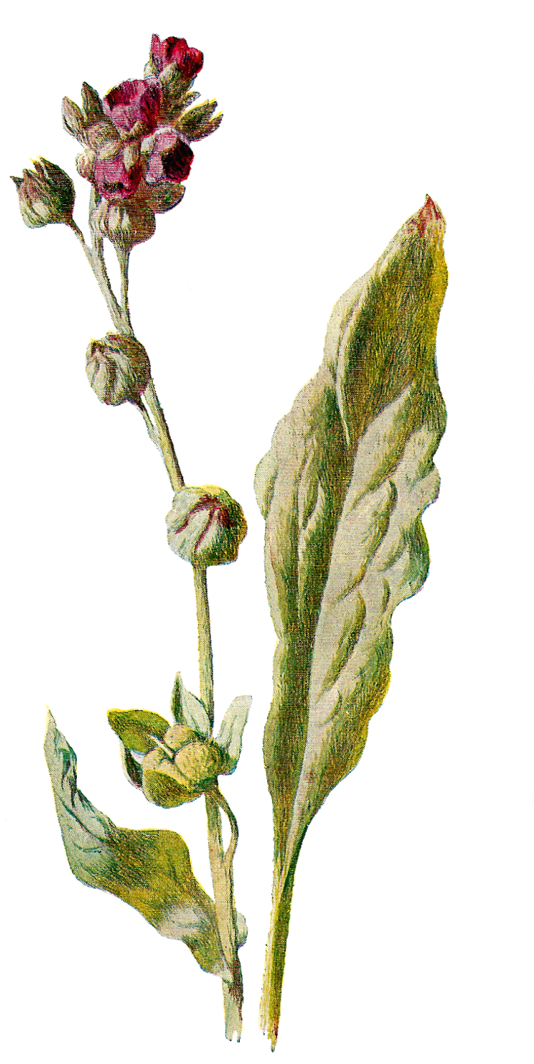 Flower Botanical Illustration Wildflower Image - Pink Evening Primrose (856x1600), Png Download