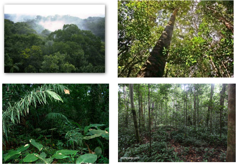 Understory Layer Of The Rainforest (752x522), Png Download