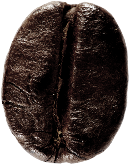 Insect (750x500), Png Download