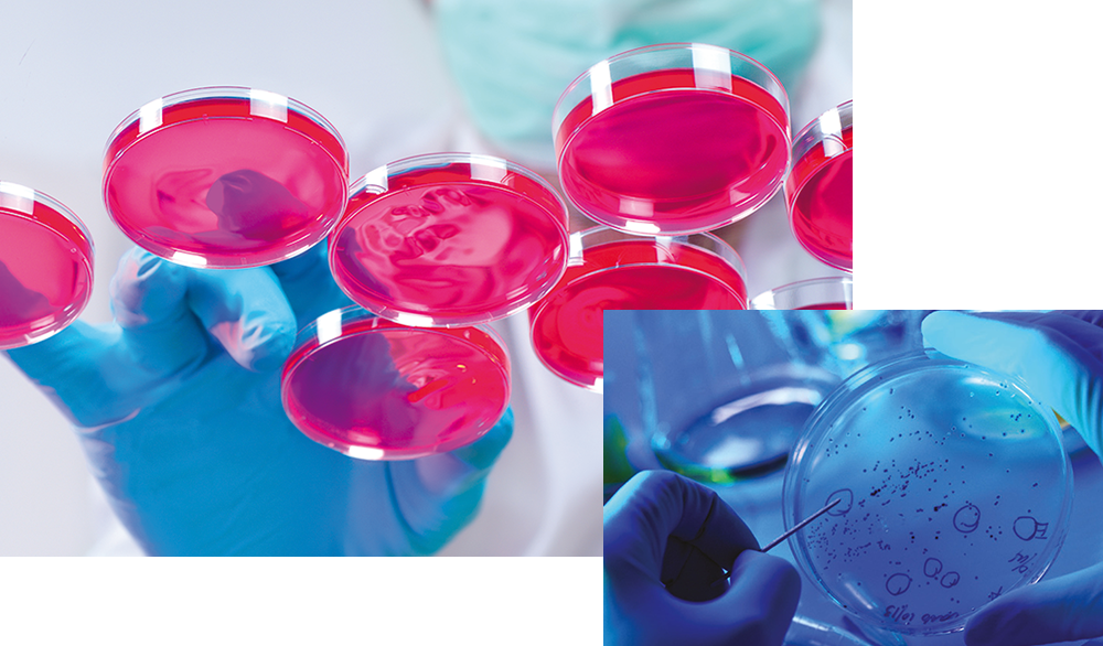 Agar - Cell (1000x586), Png Download