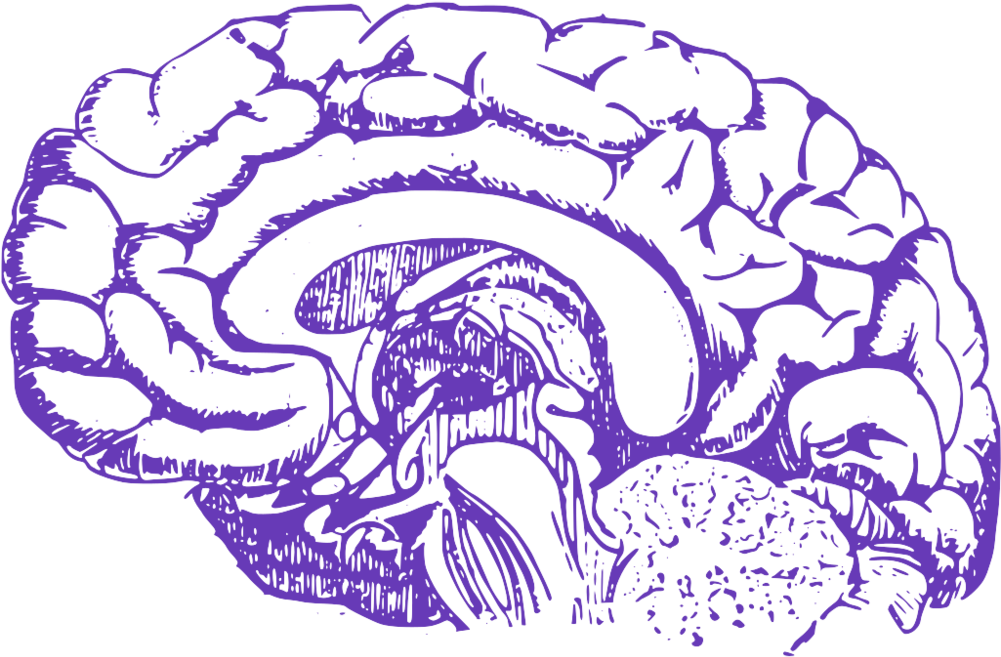 Cerebro Alzheimer Png (1000x1000), Png Download