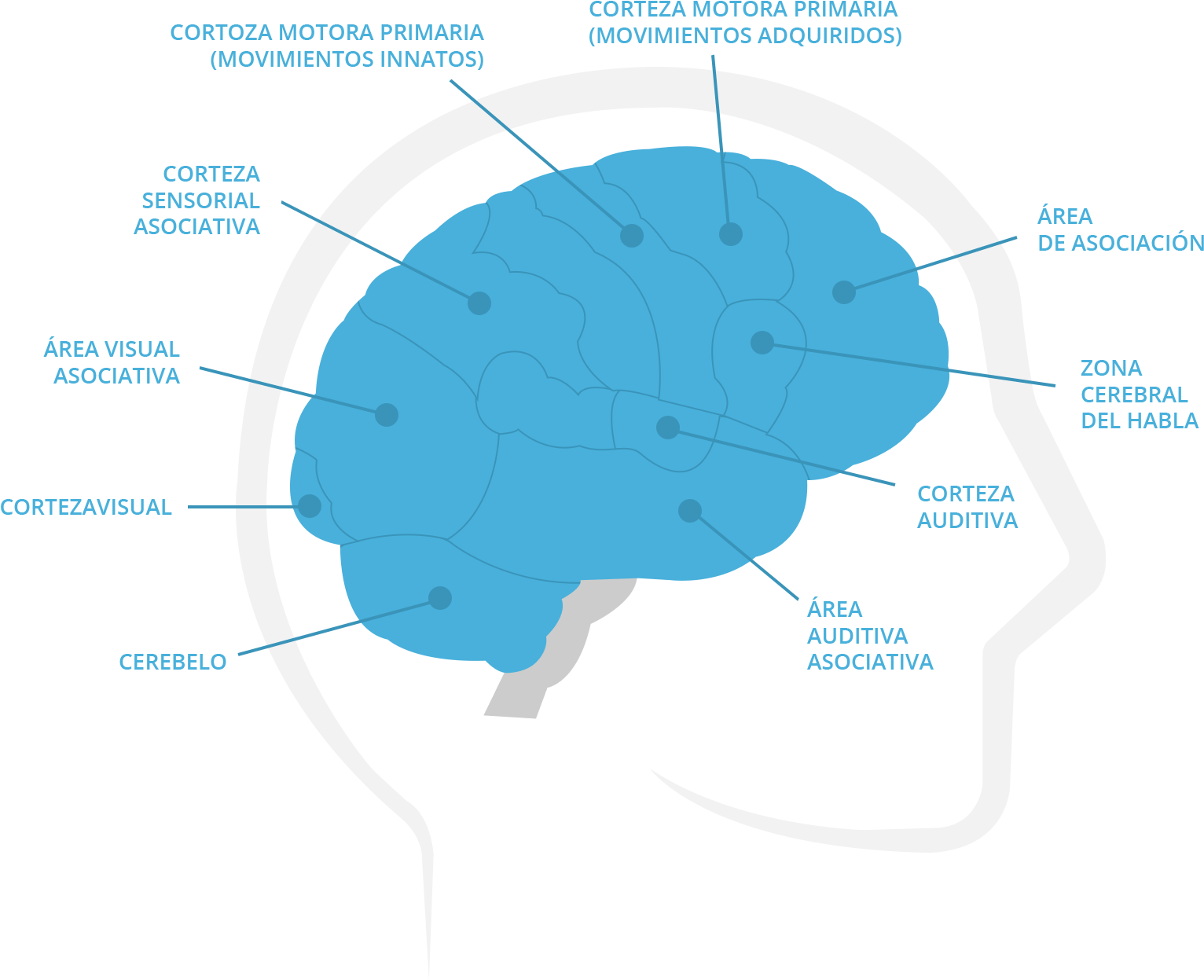 ¿cómo Funciona El Cerebro - Hoe Werkt Het Geheugen (1696x1378), Png Download