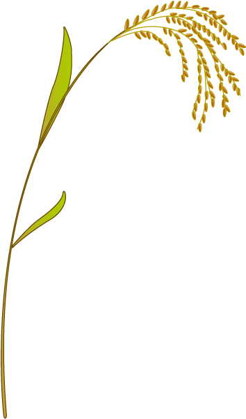 201109 Rice - Vector Leaf Rice Png (355x620), Png Download