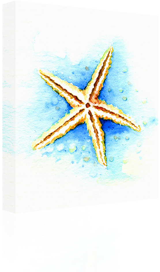 Watercolor - Bild Seestern Aquarell (1024x1024), Png Download