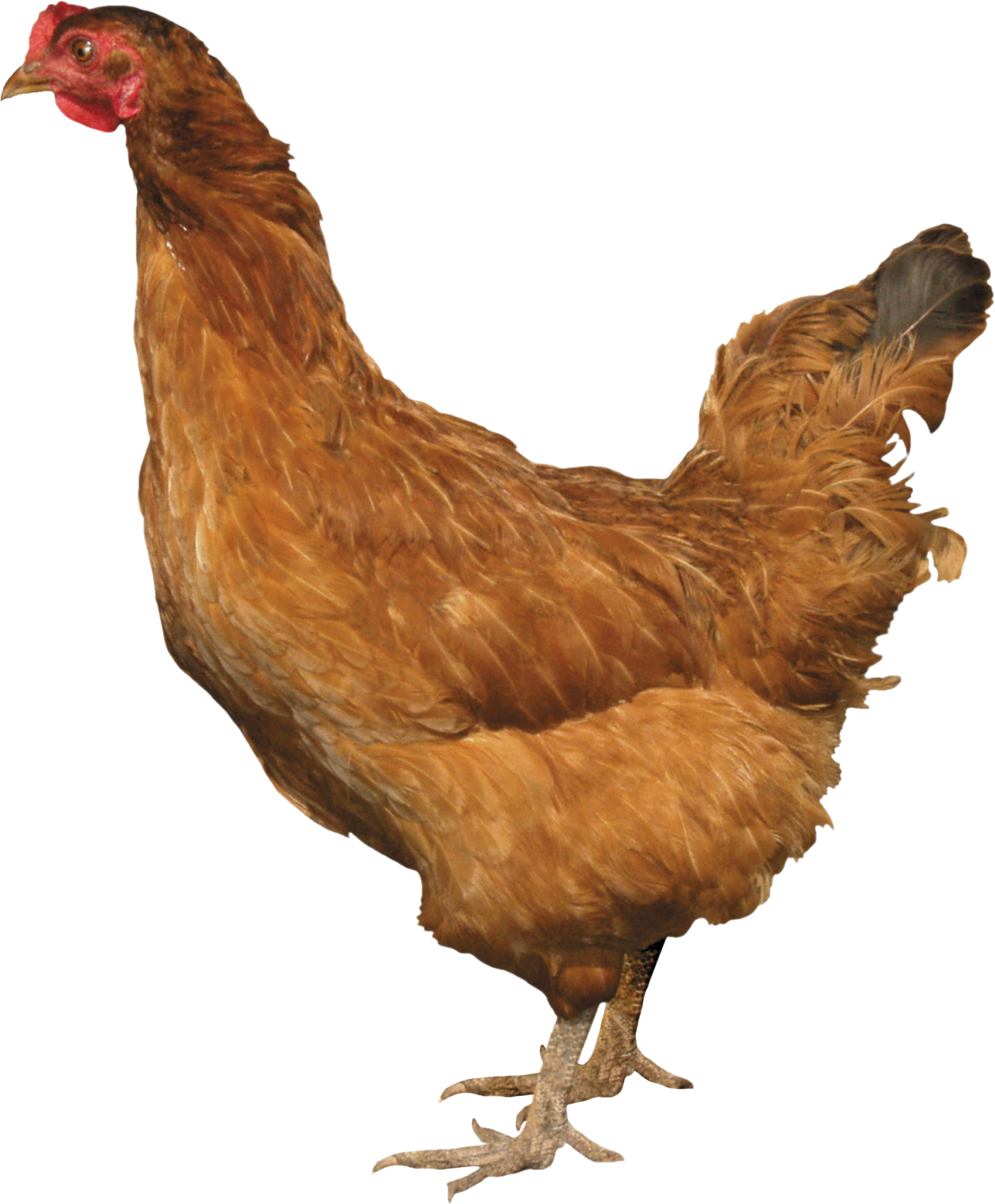 Chicken Png Clipart - Chicken With No Background (1863x2254), Png Download