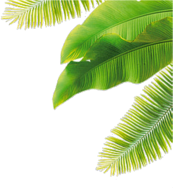 Overlay, Plant, And Plants Image - Coconut Leaves Png (750x751), Png Download