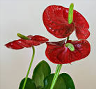 Anthurium Plants Suppliers In India - Laceleaf (450x300), Png Download
