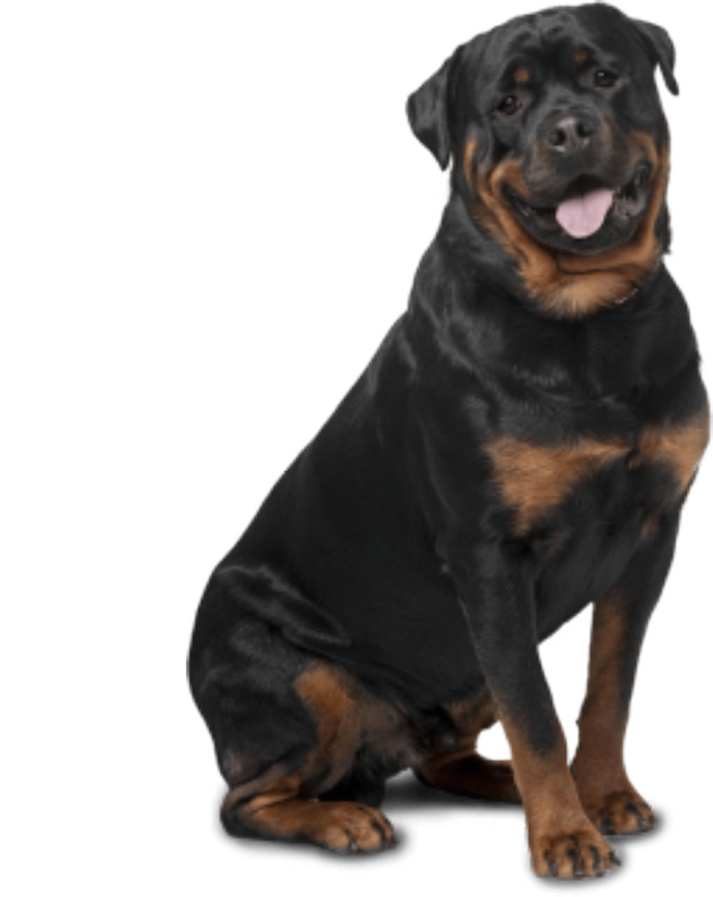 Big Dogs - Bi-monthly - Best Dog For Home Security And Kids (1018x1280), Png Download