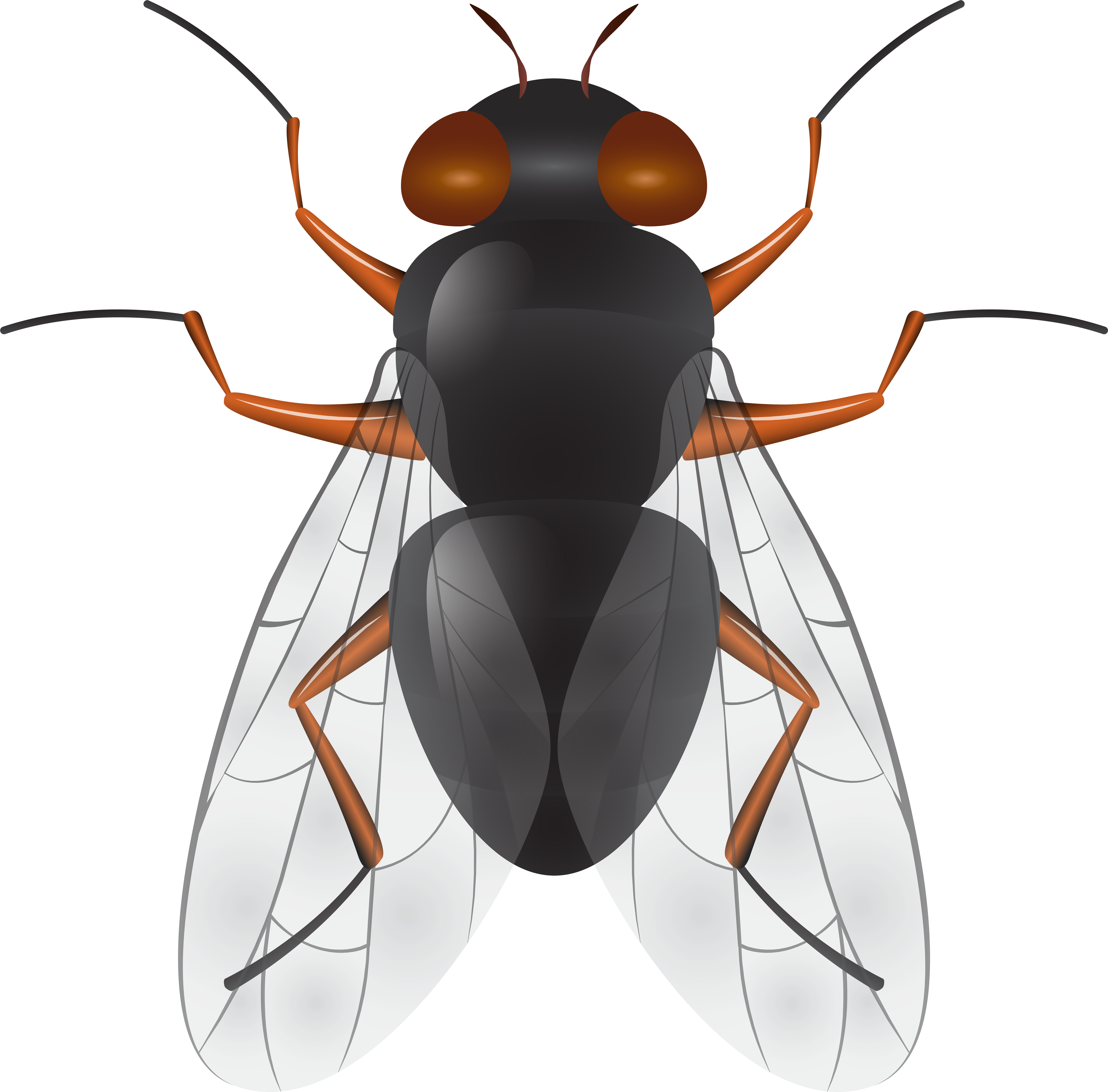 Fly Png Clip Art (8000x7881), Png Download