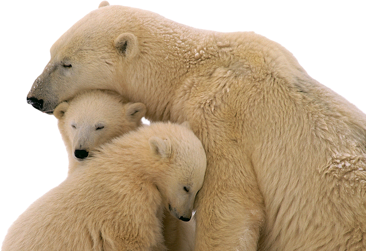Animal Families Photos Hd (1300x867), Png Download