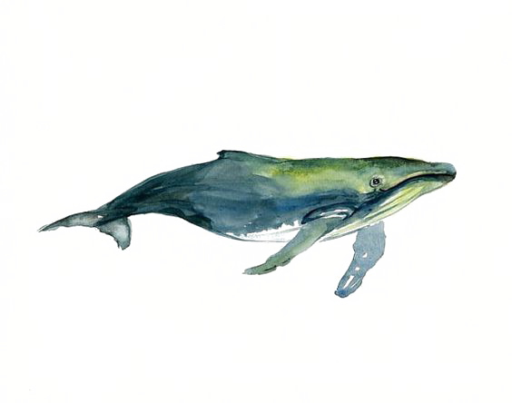 Clipart Library Stock Tucuxi Humpback Whale Painting - Watercolor Humpback Whale Drawing (564x444), Png Download