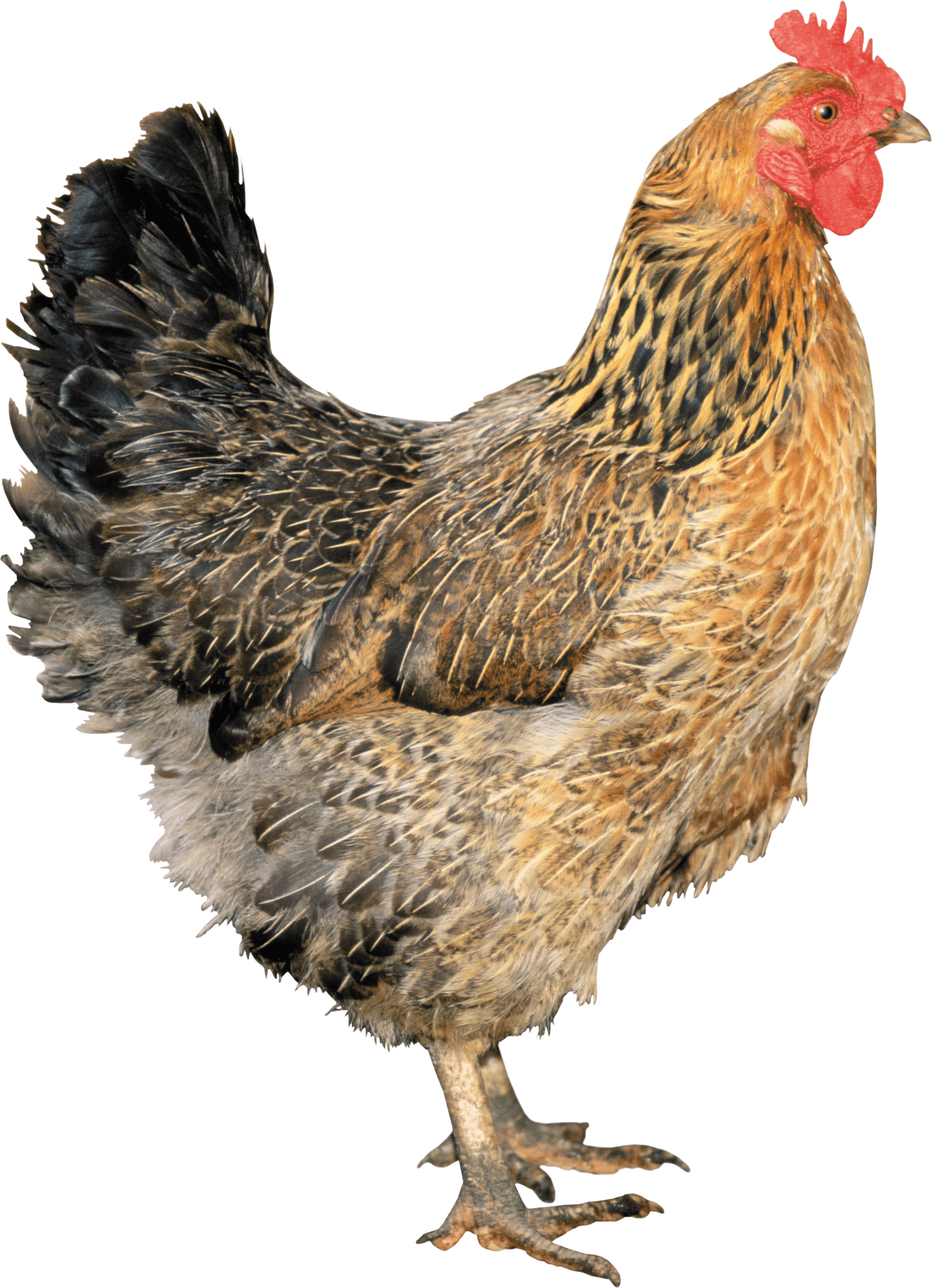 Gallo Gallina Animales Photoshopped Animals, Pet Chickens, - Chicken Png (800x1104), Png Download