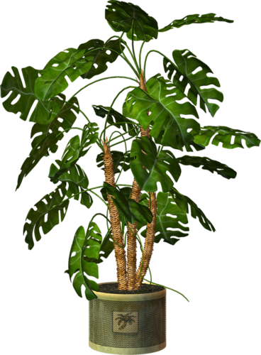 Download Pot Plant Clipart Transparent - Plants In Pots Png PNG Image with  No Background 