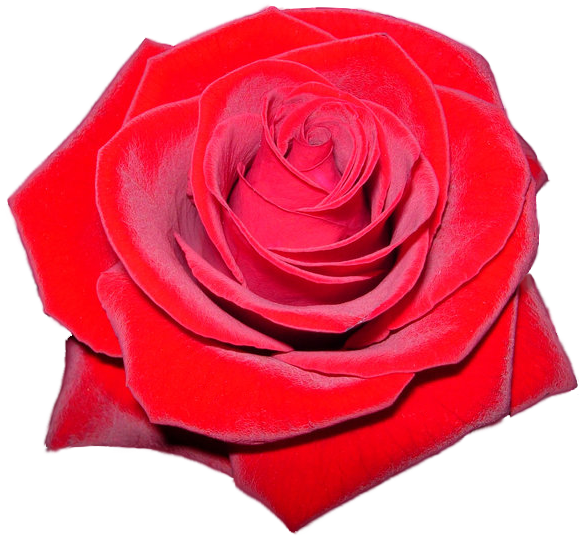 Red Rose Flower Free Png Transparent Images Free - Rose Hd Logo Transparent (640x591), Png Download