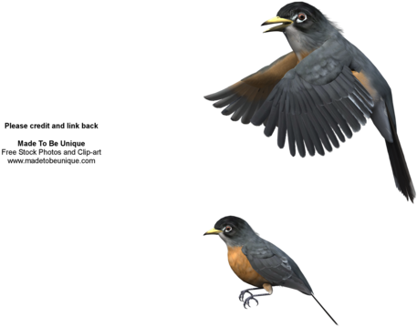 Robin Birds Flying 3d Cut-out By Madetobeunique On - Blackbird (600x480), Png Download
