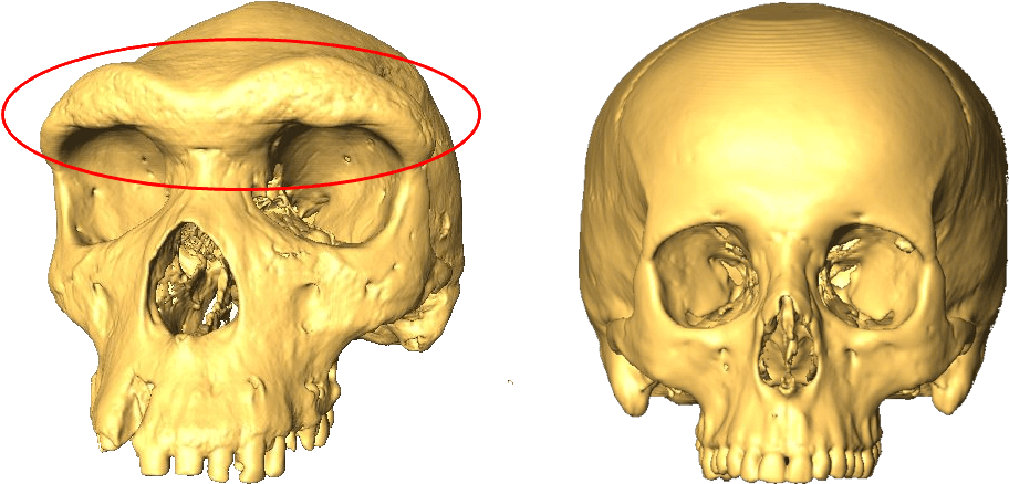 Two Skulls, One With A Larger Eyebrow Ridge - Skull And Eyebrow (981x558), Png Download