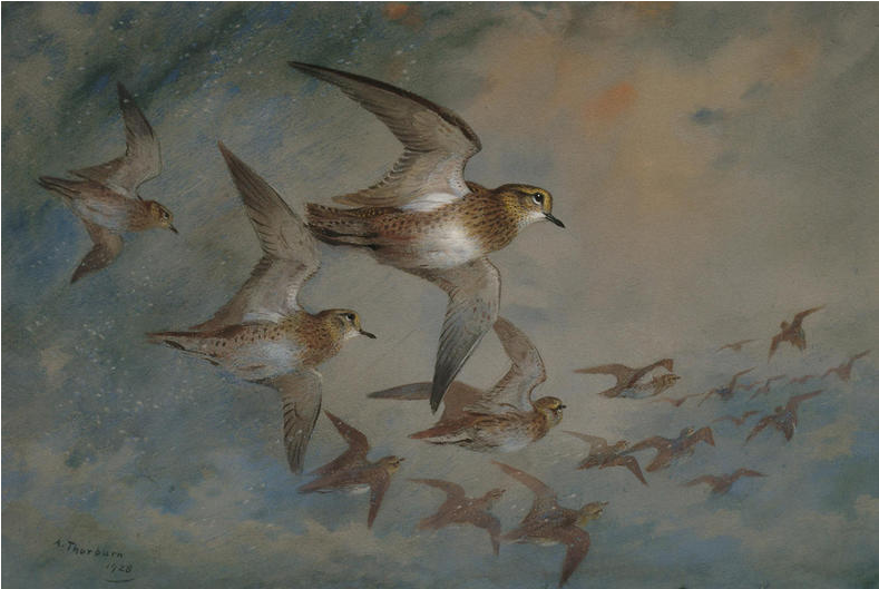 Sandpiper (1285x577), Png Download