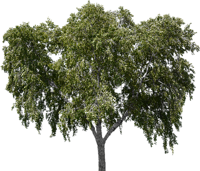Tree, Tree With Leaves, Forest, Nature - Tree (398x340), Png Download