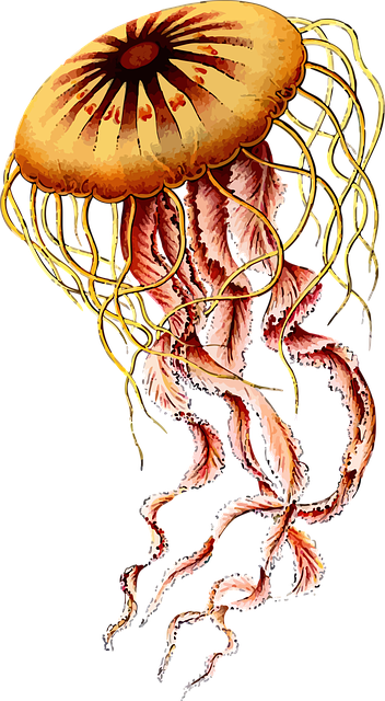 Free Image On Pixabay - Ernst Haeckel Jellyfish (352x640), Png Download