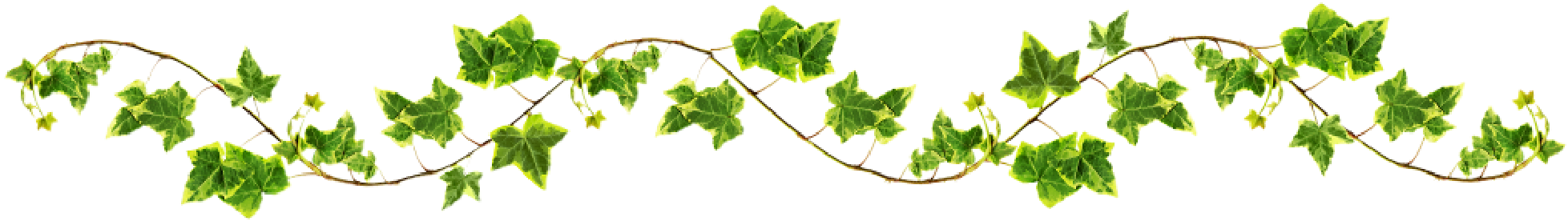 Floral Vines Png - Vines Png (2038x625), Png Download