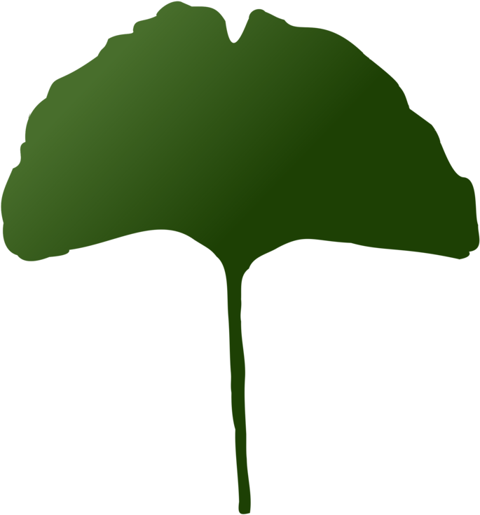 Leaf Maidenhair Tree Plants Palm Trees - Maidenhair Tree (693x750), Png Download