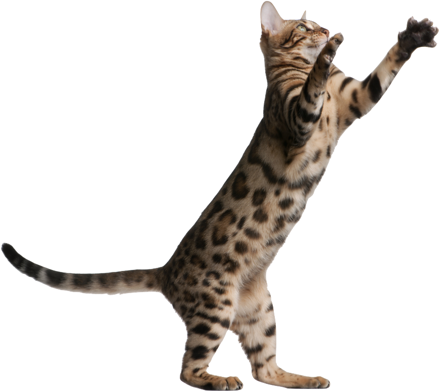Kitten Jumping Png Banner Transparent - Cat Jumping Transparent Background (1000x881), Png Download
