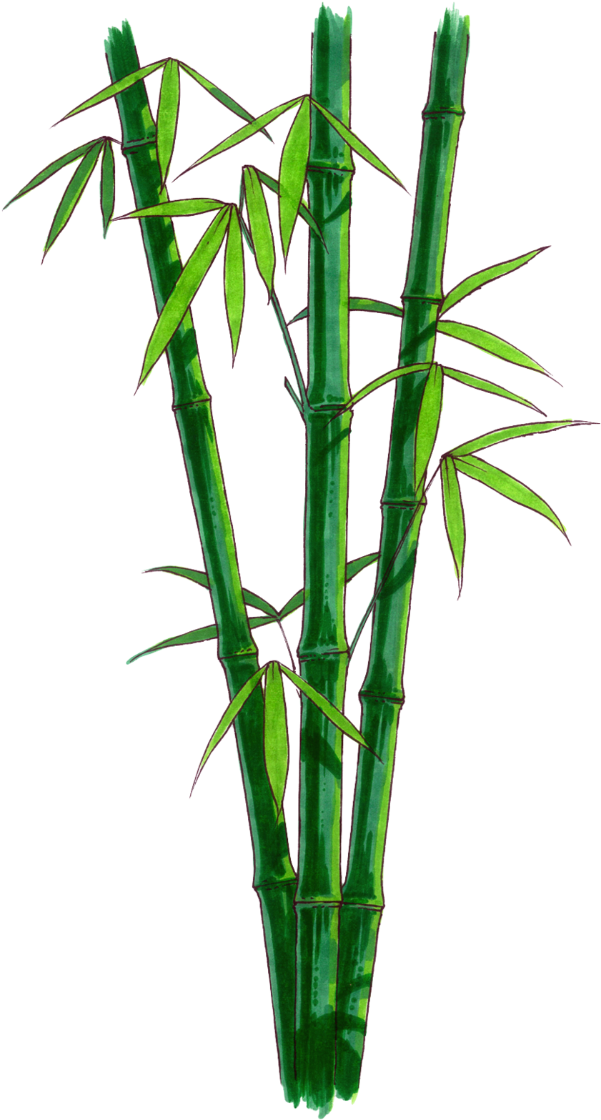 Browse And Download Bamboo Png Pictures - Bamboo Stem Png (1000x1639), Png Download