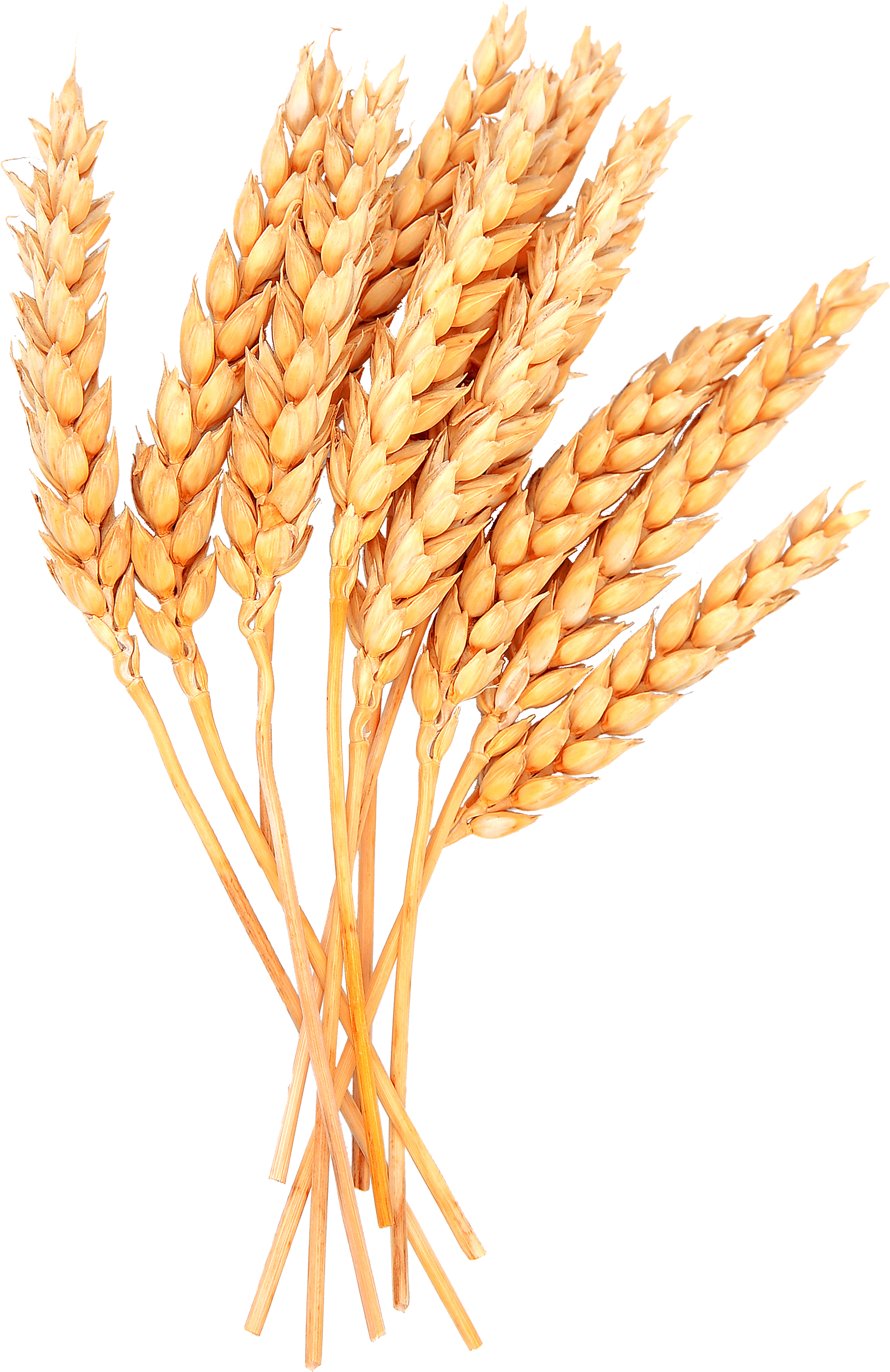 Wheat Vector Free Png Image - Sheaves Of Wheat Clipart (734x1024), Png Download