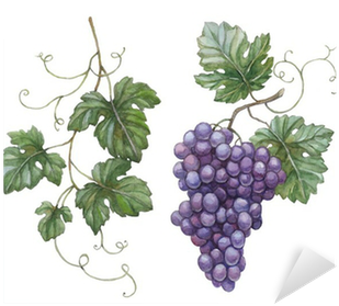 Watercolor Illustration Of Grapes With Leaves Sticker - Illustration With Grapes And Leaves (400x400), Png Download