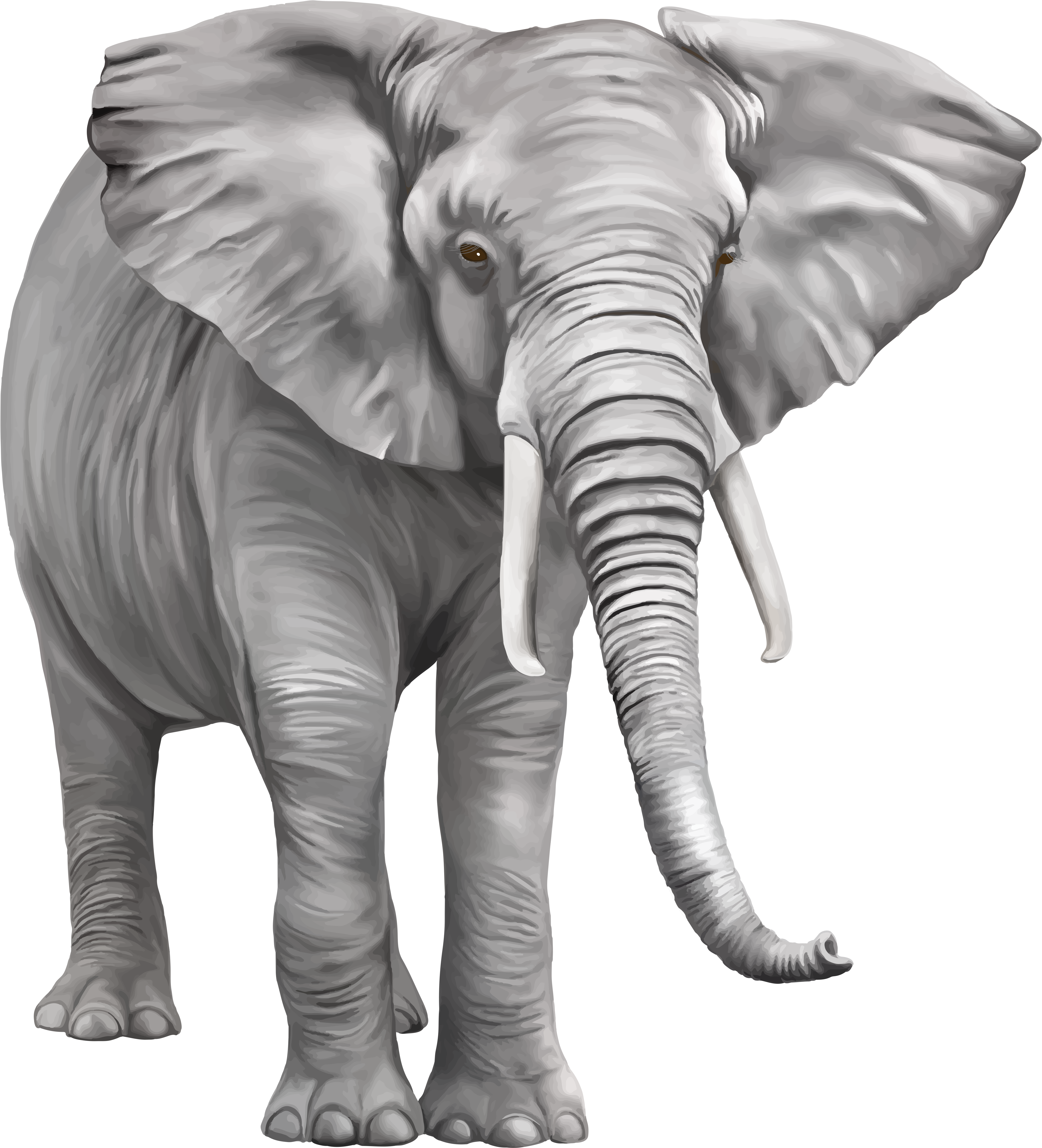 Elephant Large Png Clipart (4781x5223), Png Download