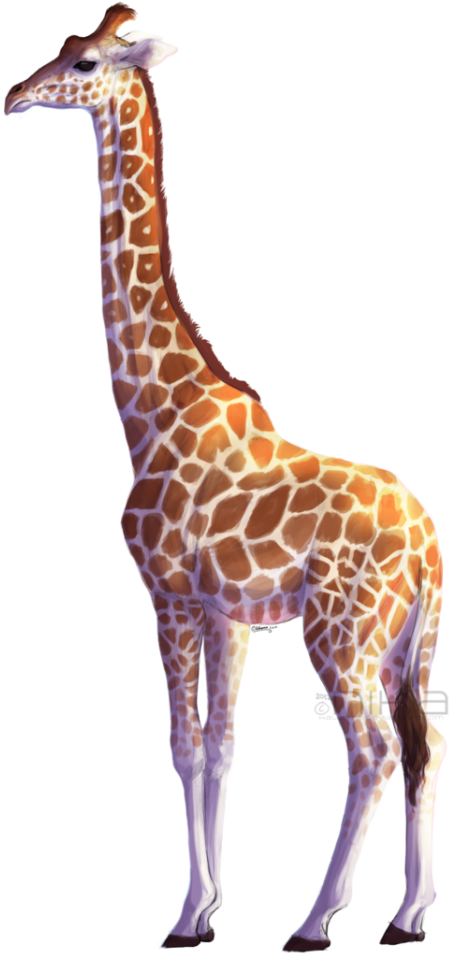 Giraffe Png Hd - Giraffe Png (683x1024), Png Download