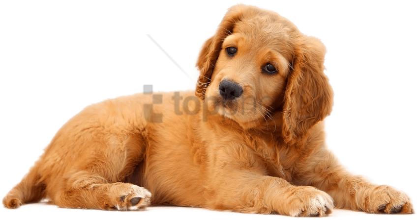 Download Dog Png Image - Cute Dog Png (500x290), Png Download
