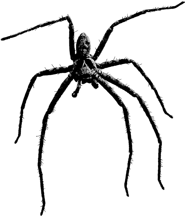 Jpg Library Download Transparent Spiders Scary - Beängstigende Große Halloween-spinne 6 Untersetzer (1365x768), Png Download