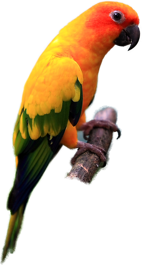Parrot Sun Conure Png - Sun Conure Bird Png (592x1020), Png Download