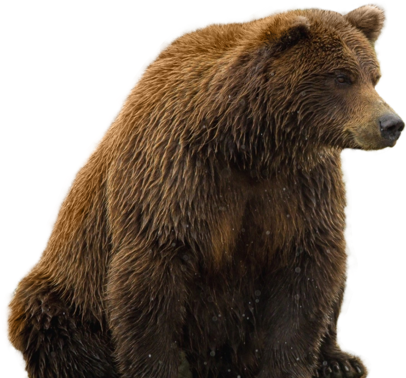 Transparent Background Bear Png (1478x1353), Png Download