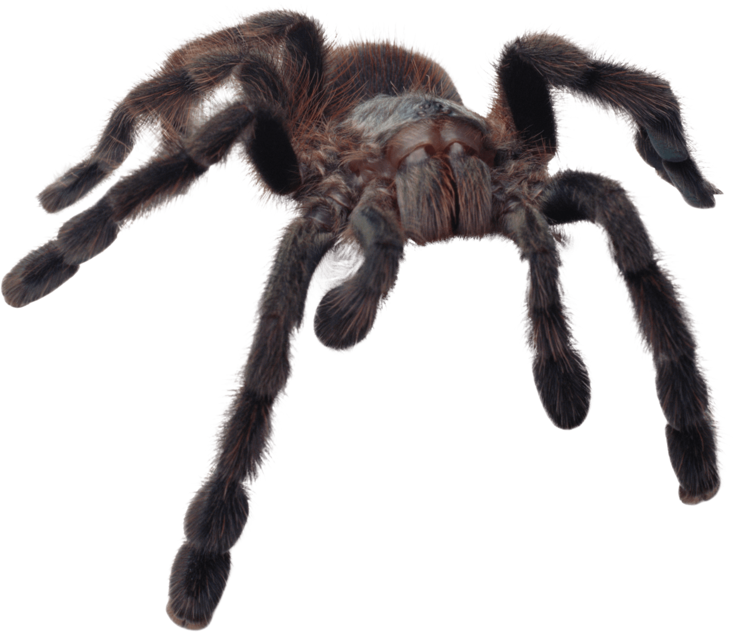 Insects - Collins Gem Spiders By Paul Hillyard (2435x2099), Png Download