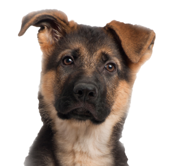 2 Months German Shepherd Puppy (492x441), Png Download