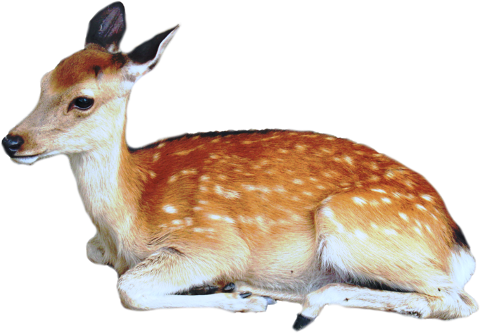 Deer Png Image - Deer Png (900x675), Png Download