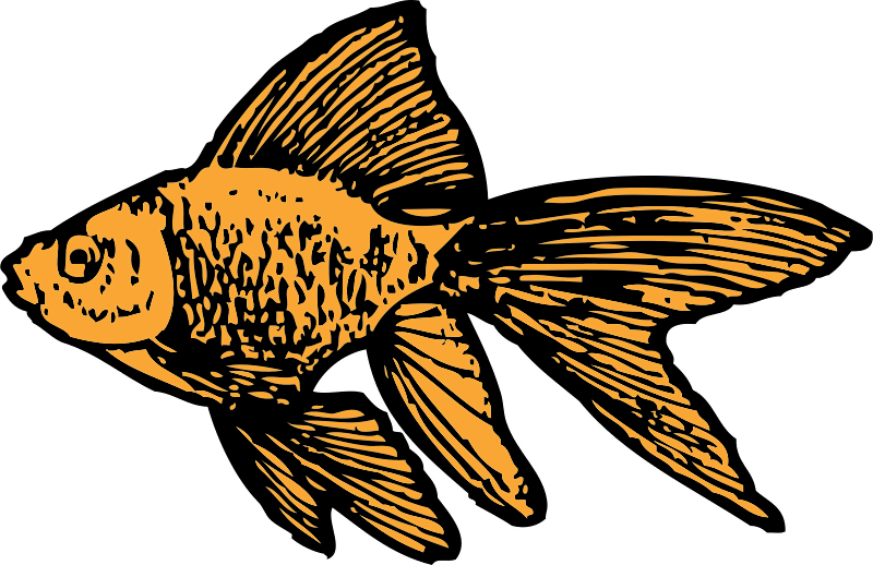 Goldfish - Goldfish Clip Art (800x518), Png Download