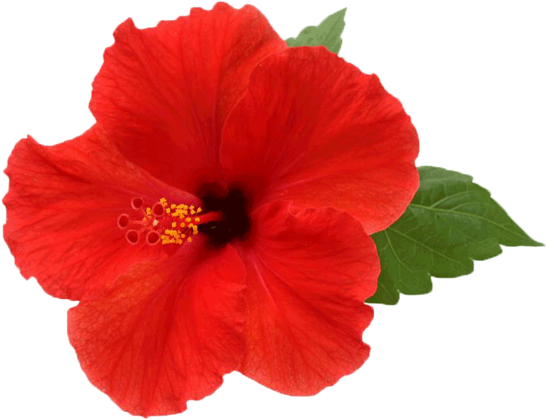 Hibiscus Png Picture - Hibiscus Flowers With White Background (784x604), Png Download