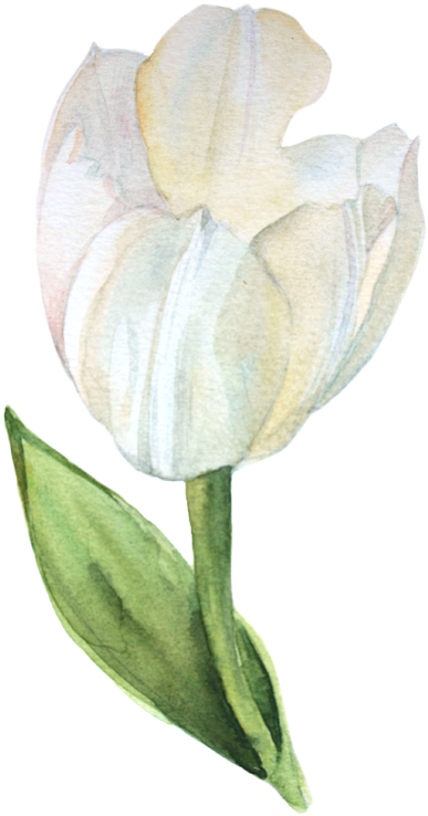 Watercolor Tulips - Watercolor Painting (509x800), Png Download