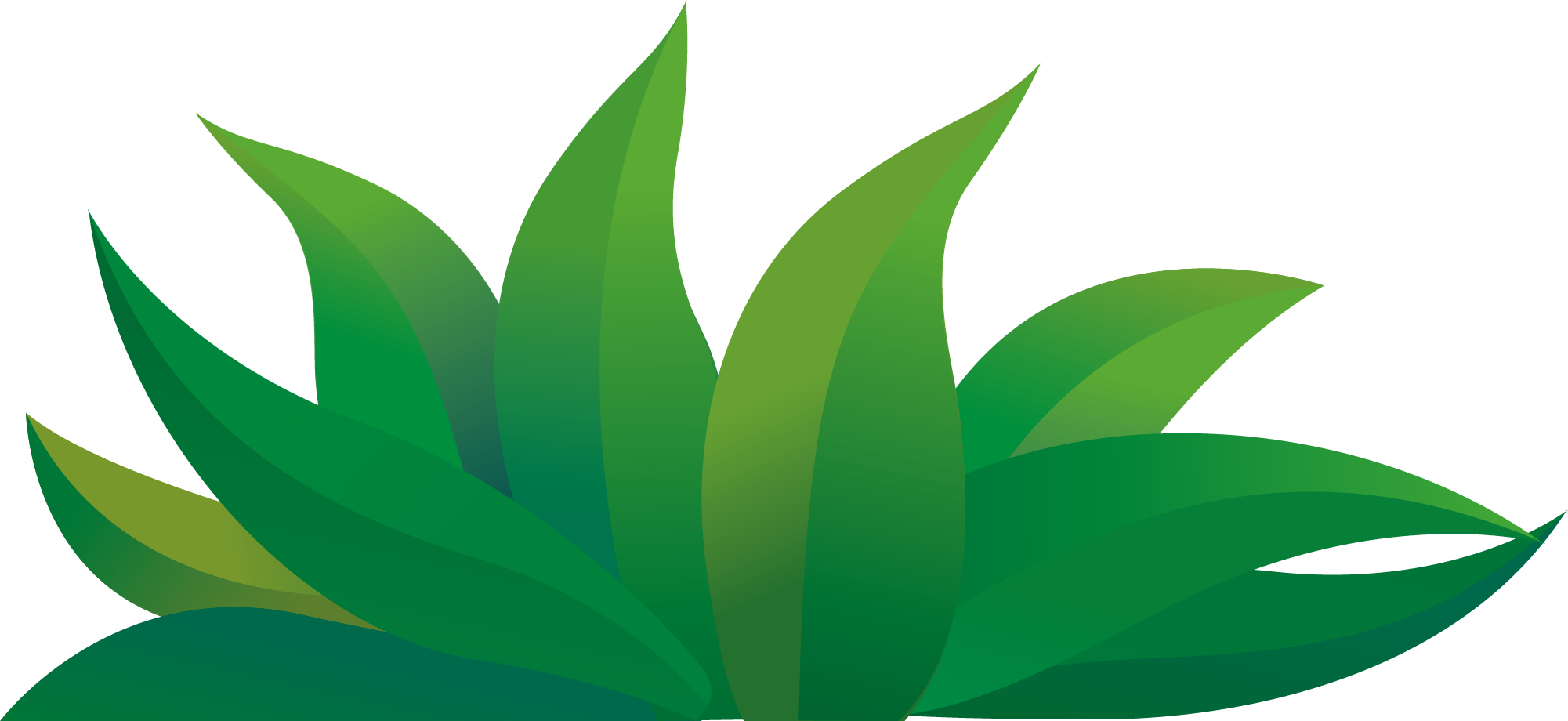 Green Cartoon Drawing - Grass Cartoon Png (2001x920), Png Download