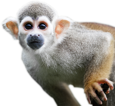 Monkey Png Images Free Download Banner Free Download - Monkeys In The Rain Forest (382x350), Png Download