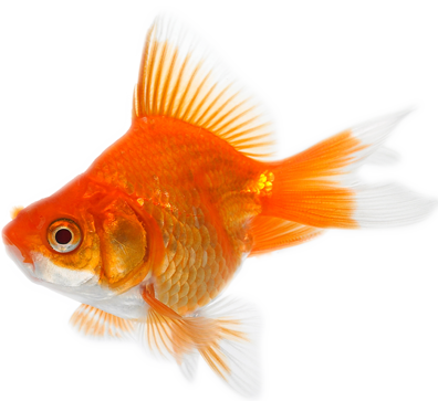 Goldfish Transparent Images Pluspng - Gold Fish (396x363), Png Download