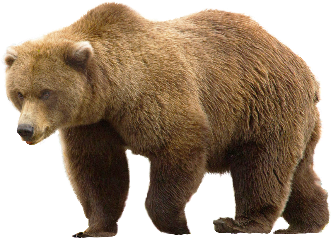 Free Png Bear Png Images Transparent - Brown Bear Png (850x639), Png Download