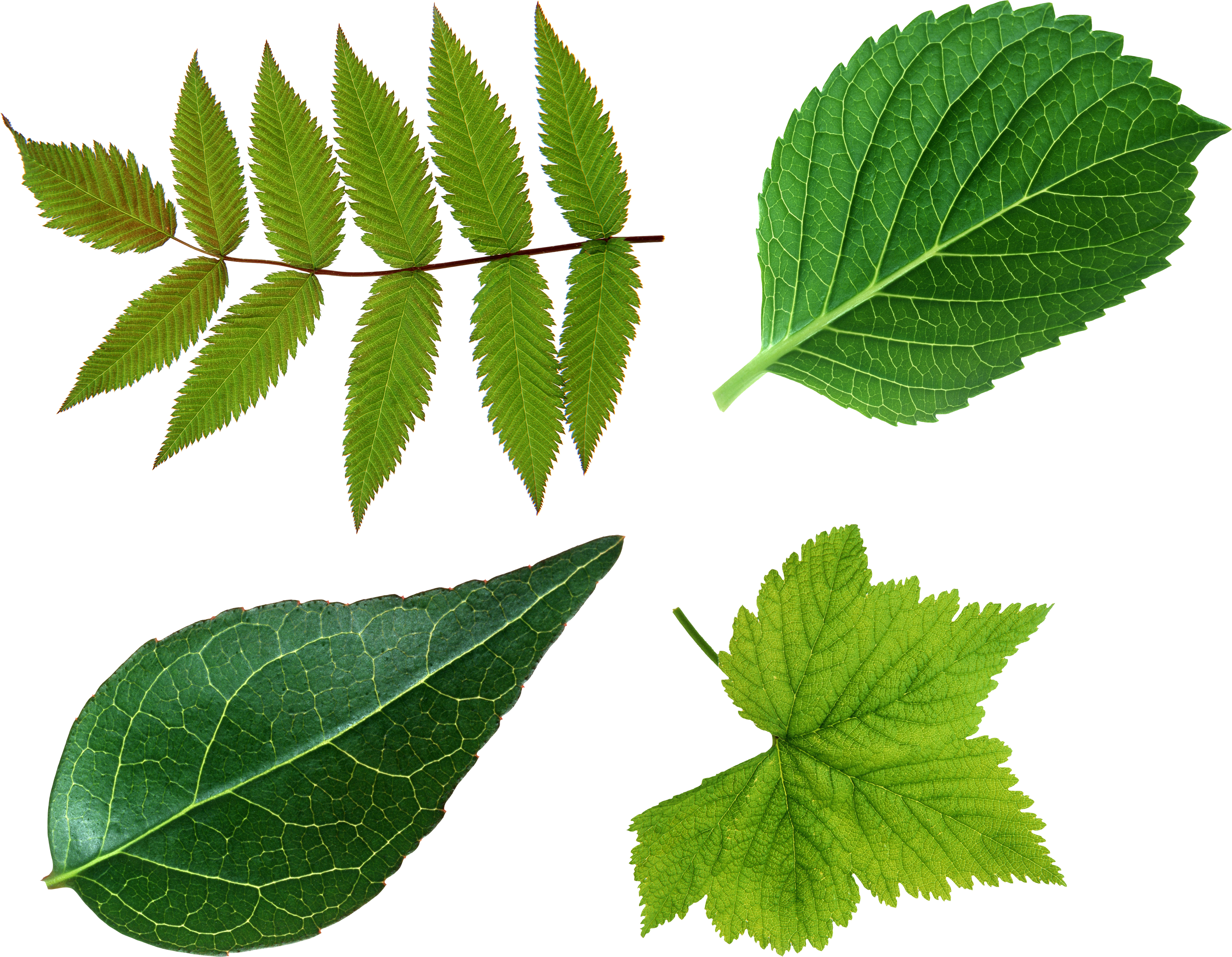 Free Png Green Leaves Png Images Transparent - Leaf Png (850x661), Png Download
