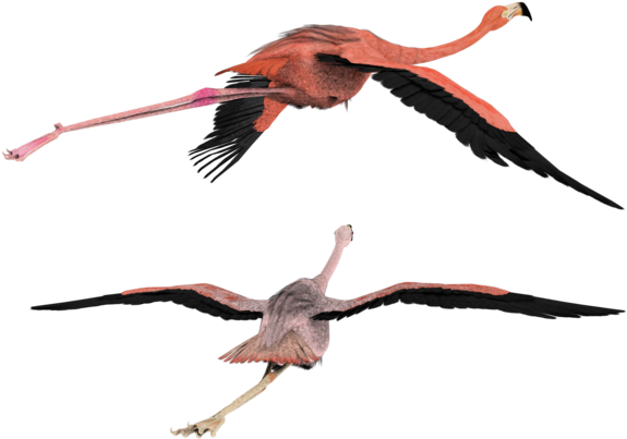 Flamingo Clipart Flying - 3d Flying Bird Png (600x480), Png Download